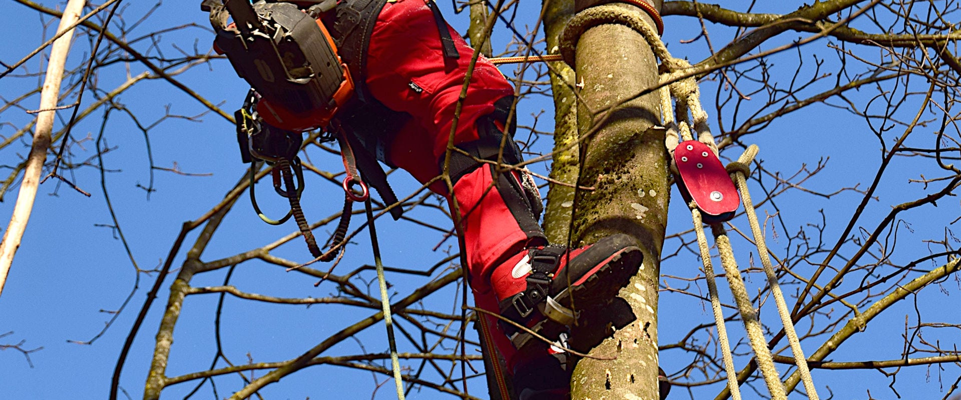 Chaussures de protection dans les soins aux arbres