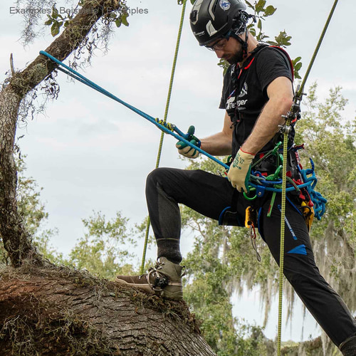 Homme avec casque et gants grimpant à un arbre, portant un t-shirt noir avec inscription, utilisant la corde bleue hipSTAR Glide 11.5