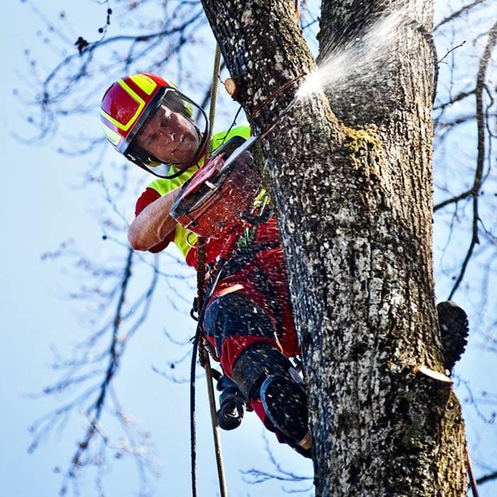 Personne portant un casque PROTOS Tree Care et des vêtements de® protection grimpant à un arbre et utilisant une tronçonneuse, un tronc d’arbre et un ciel bleu en arrière-plan