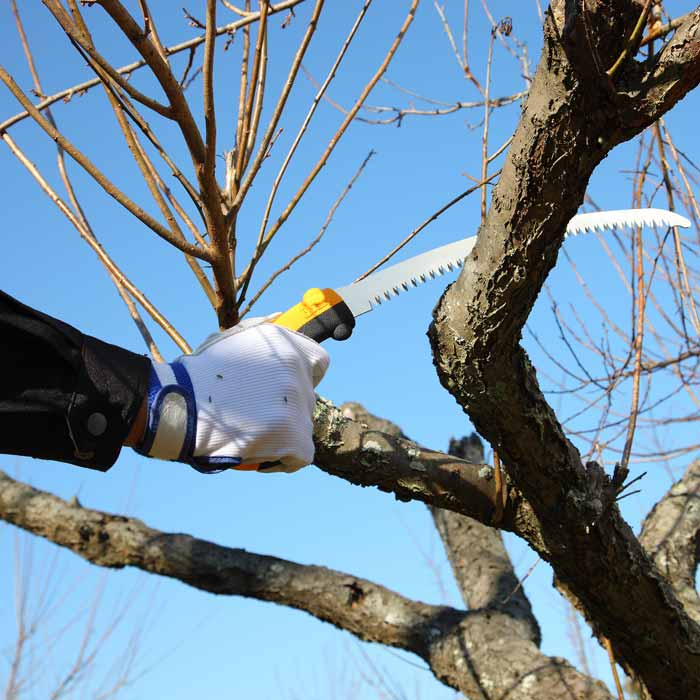Personne avec gant blanc tenant Tsurugi Curve 270-10 scie à main avec poignée jaune et sciant sur une branche d’un arbre contre le ciel bleu