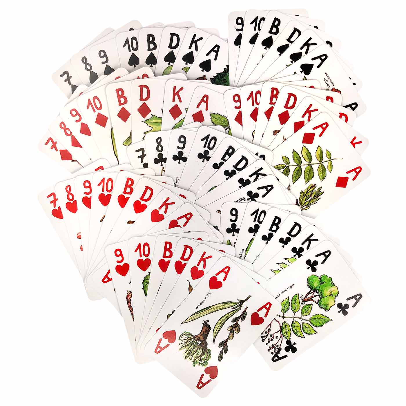 Cartes à jouer avec des illustrations d’arbres et de feuilles, toutes les cartes sont en forme d’éventail, différentes couleurs et symboles visibles
