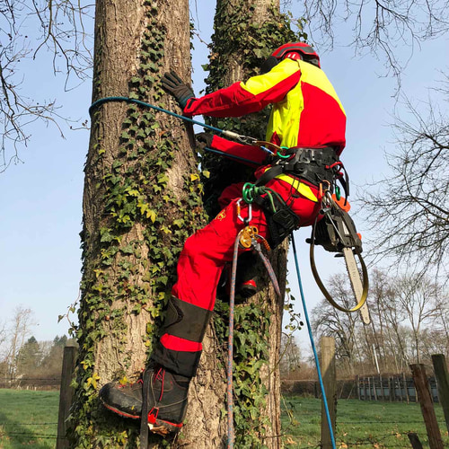 Personne en tenue de protection rouge et jaune grimpant à un arbre, portant des chaussures Arborist Xlight, équipement d’escalade visible