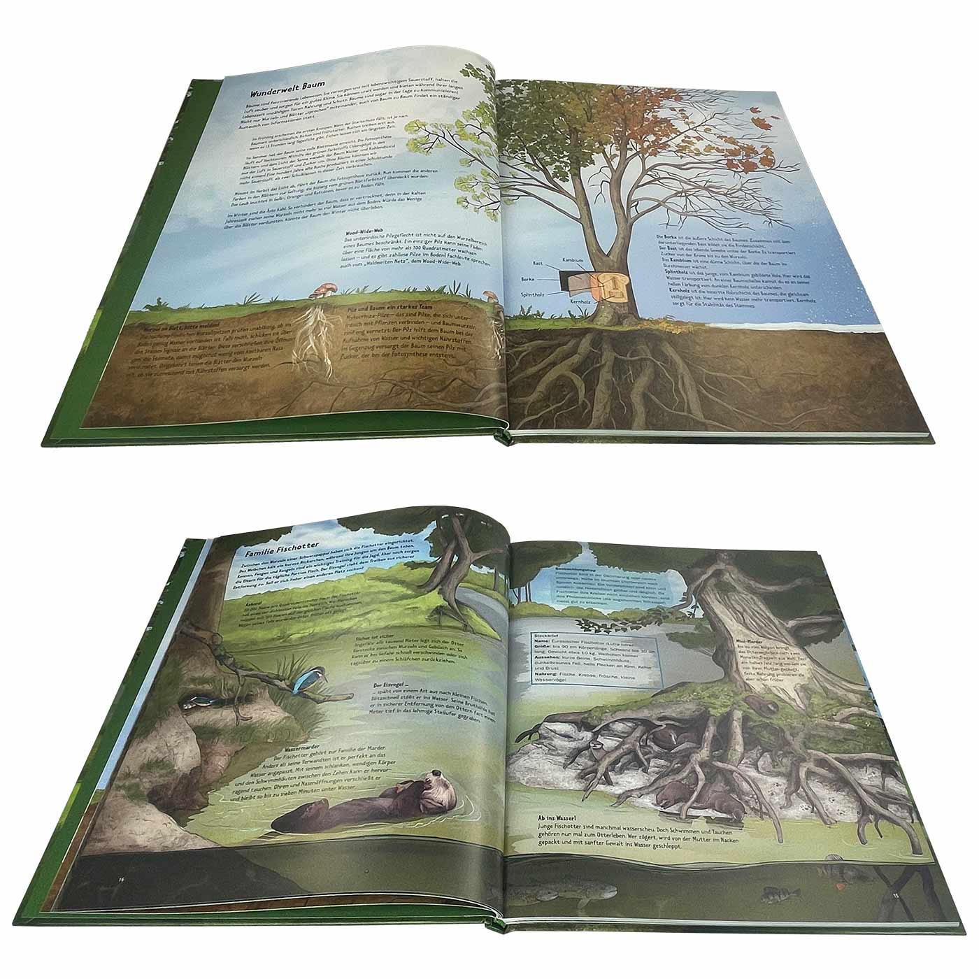 Vie sauvage dans les vieux arbres