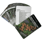 Fungi on Urban Trees, un ensemble de cartes avec des illustrations et des descriptions de champignons, présente des champignons bruns sur le sol de la forêt avec un feuillage vert sur le devant, le titre est en lettres blanches sur fond noir, les auteurs 