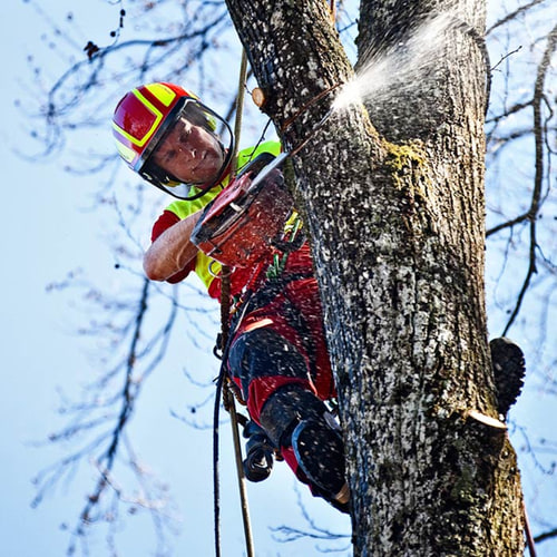 Personne portant un casque PROTOS Tree Care et des vêtements de® protection grimpant à un arbre et utilisant une tronçonneuse, un tronc d’arbre et un ciel bleu en arrière-plan