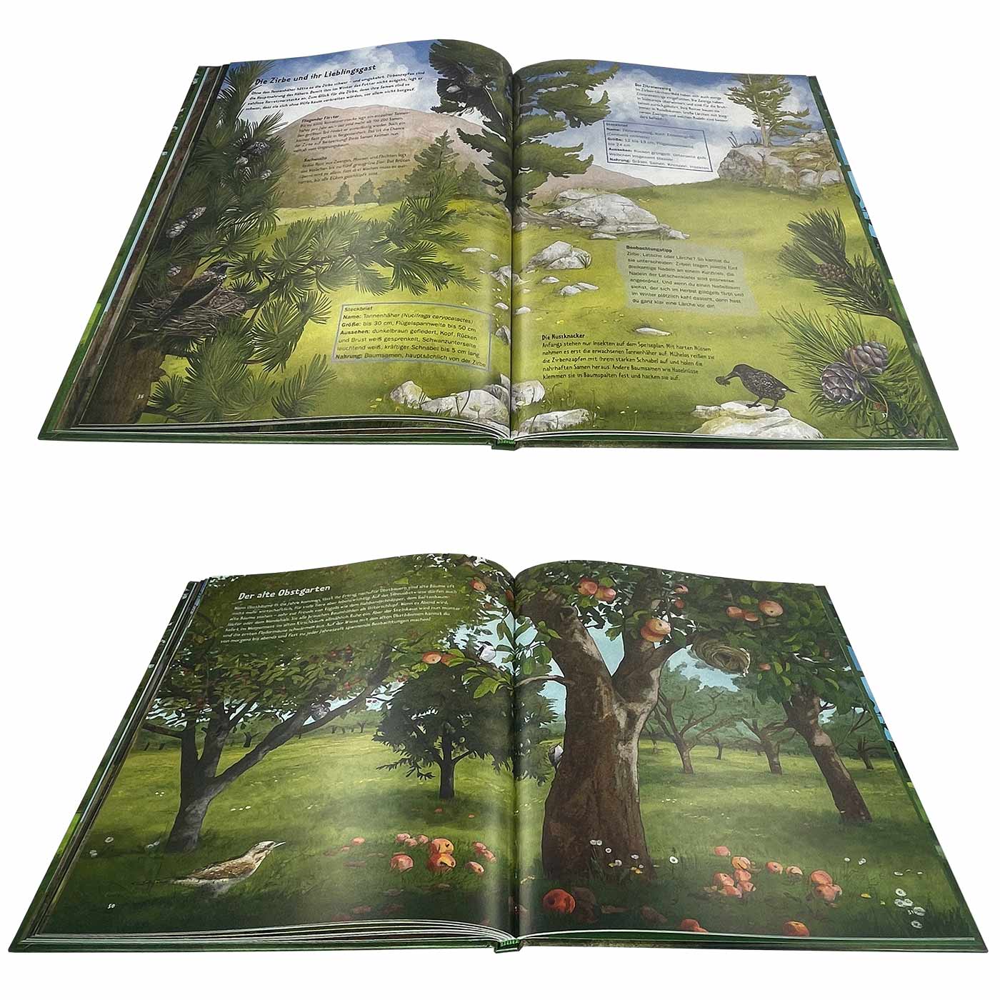 Vie sauvage dans les vieux arbres
