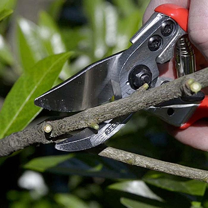 Berger 1104 Sécateur avec poignées rouges pour couper une branche, visible à la main