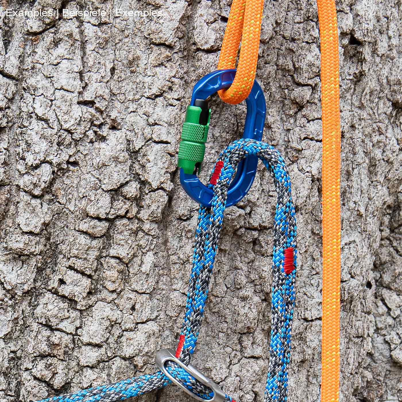 Mousqueton karaT bleu avec capuchon à vis vert, attaché à un arbre avec une ligne d’escalade orange et bleue